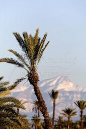 Image du Maroc Professionnelle de  Photo prise de la Palmeraie de Marrakech, où quelques palmiers cohabitent avec les lampadaires, d'ailleurs cet arbre tropical à grandes feuilles palmées est sacré, il fait partie des composantes majeures de l'identité de la ville rouge, depuis très longtemps, la loi  interdit formellement d'en couper, sous peine de très fortes amendes. Malheureusement ce n’est pas le cas pour les autres arbres qui sont régulièrement victimes d'arrachement à la tronçonneuse. au fond le mont Toubkal du haut Atlas enneigé, le 18 Mars 2002. (Photo / Abdeljalil Bounhar)

Toubkal, palmeraie de Marrakech, palmier, neige, mont, montagne, paysage